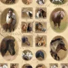 Stickervel paarden classic