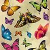 Stickervel vlinder