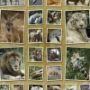 Stickervel wilde dieren